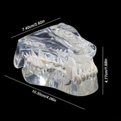Transparent Dog Cat Teeth Anatomical Model Resin Oral Tooth Jaw