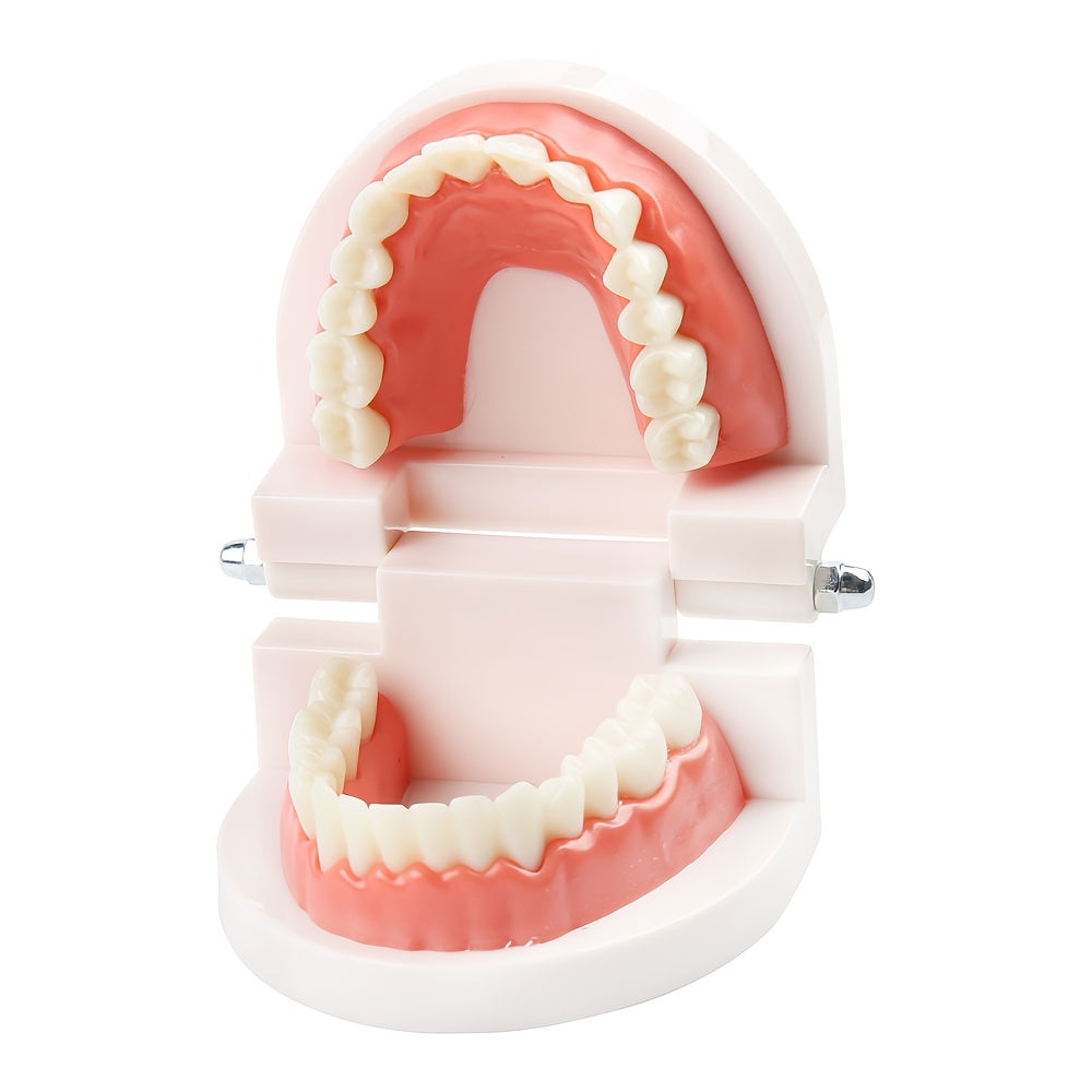 Dental Teeth Model - Standard Dentist Student Teaching Tool