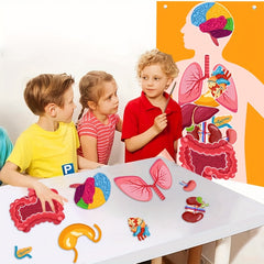 Human Organ Felt Toy Body Anatomy Learning Set