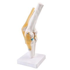 Articulated Human Knee Joint Model for Anatomy Study
