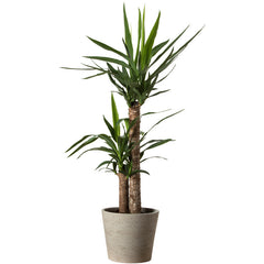 Green Plant Potted Stickers for Home Decor Self Adhesive Wall Decals