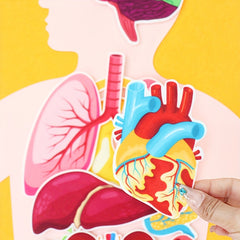 Human Organ Felt Toy Body Anatomy Learning Set