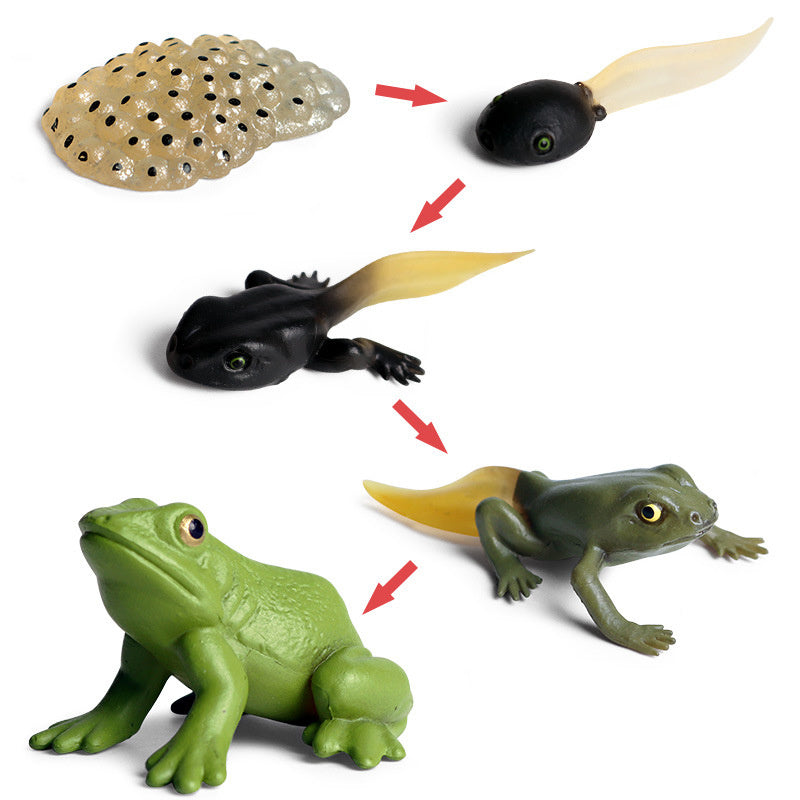 Frog Life Cycle Models Educational Toy for Kids