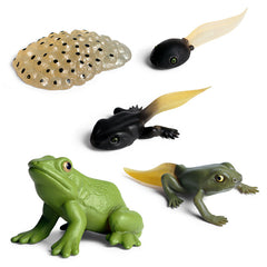 Frog Life Cycle Models Educational Toy for Kids