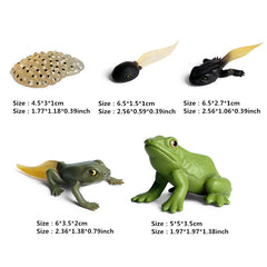 Frog Life Cycle Models Educational Toy for Kids