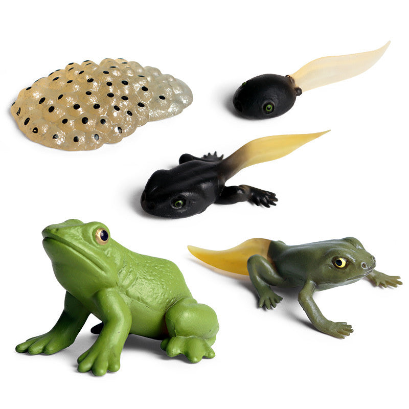 Frog Life Cycle Models Educational Toy for Kids