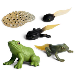 Frog Life Cycle Models Educational Toy for Kids