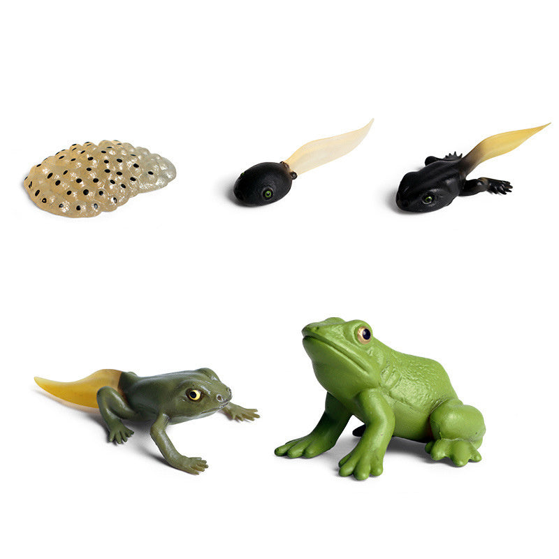 Frog Life Cycle Models Educational Toy for Kids