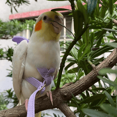 Adjustable Parrot Harness Leash for Comfortable Flying