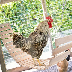 Chicken Swing and Perch Toy for Coops Chickens Birds Parrots