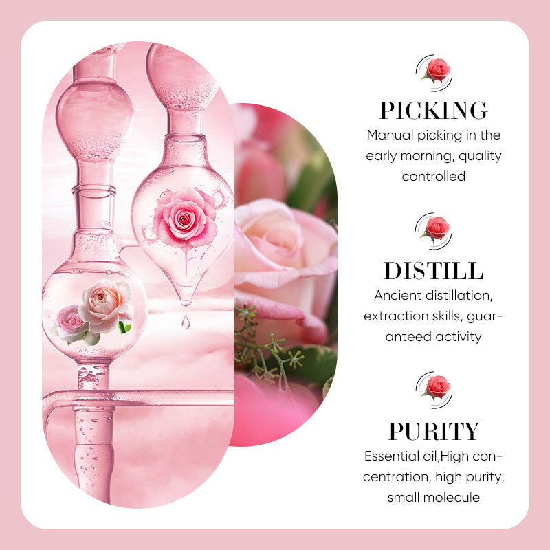 Rose Chamomile Essential Oil for Body Massage Skin Hair Care