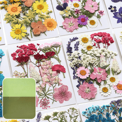 DIY Pressed Flowers Kit - Create Unique Crafts with 19pcs Dried Flowers