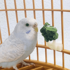 4pcs Plastic Fruit Forks for Parrots Convenient Food Holder for Bird Cages