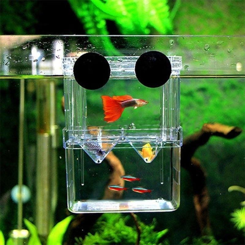 Aquarium Fish Breeder Box Betta Fish Tank Isolation Hatching Incubator