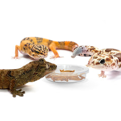 10pcs Small Animal Food Basin Reptile Bowls Water And Food Bowls