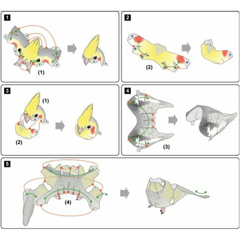 Cockatoo 3D Paper Model Ornament - Fun Building Game & Gift