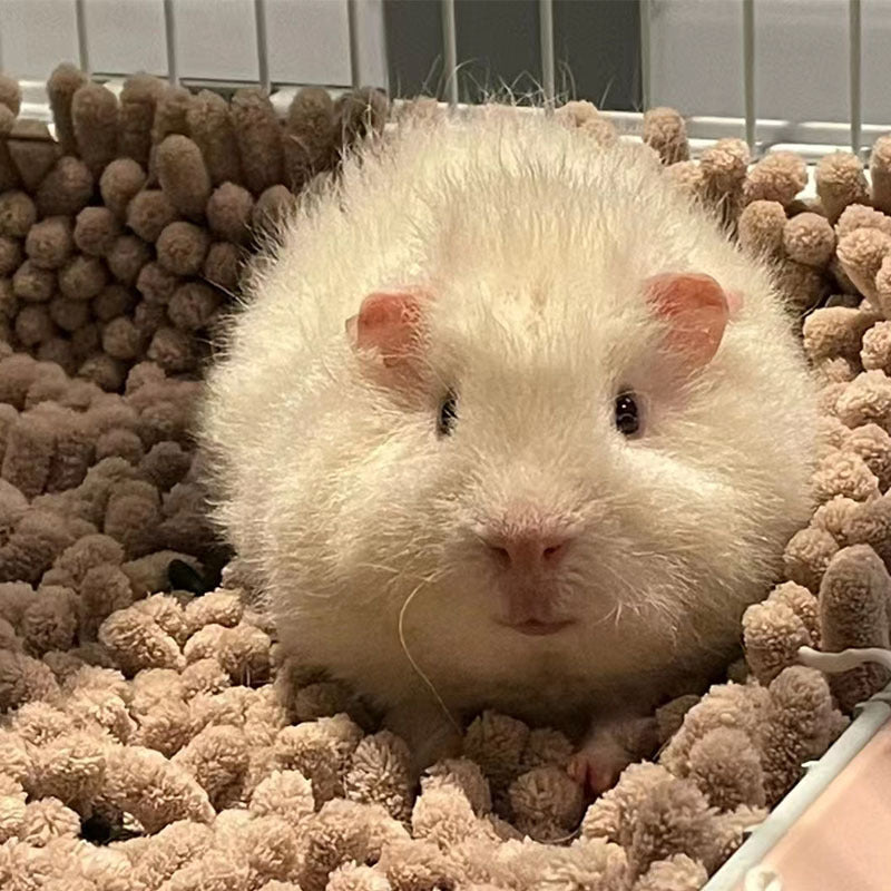 Cozy Hamster Bed Mat for All Seasons