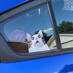 Scaredy Cat Sticker Cat Gift Kitten Funny Decal