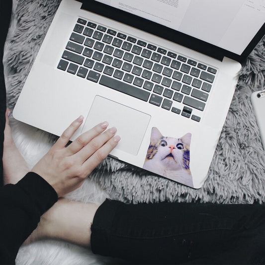 Scaredy Cat Sticker Cat Gift Kitten Funny Decal