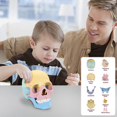 Didactic Colored Power Dental Human Medical Anatomical Adults Skull Model