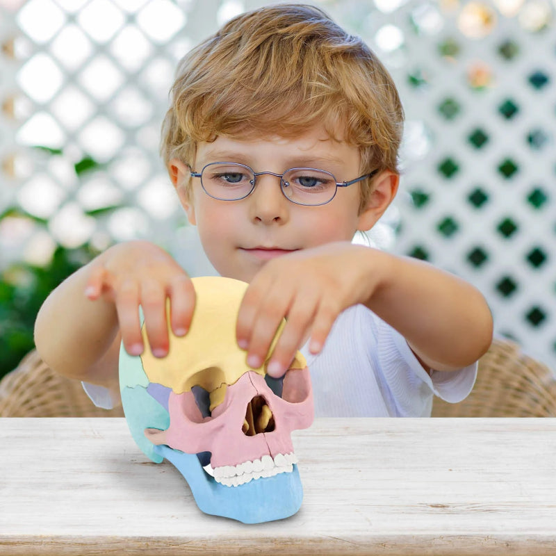 Didactic Colored Power Dental Human Medical Anatomical Adults Skull Model