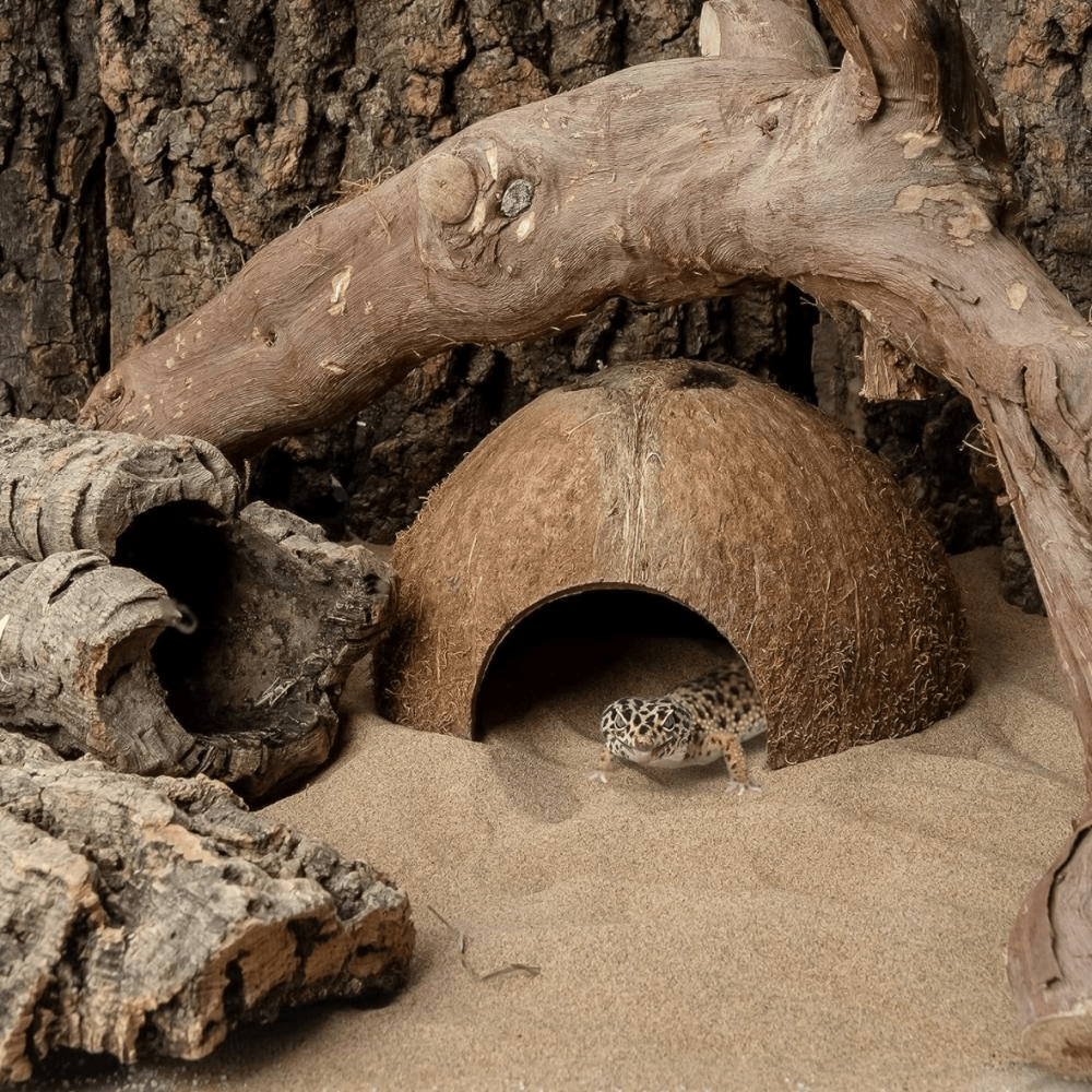 2pcs Natural Coconut Shell Small Pet Shelters