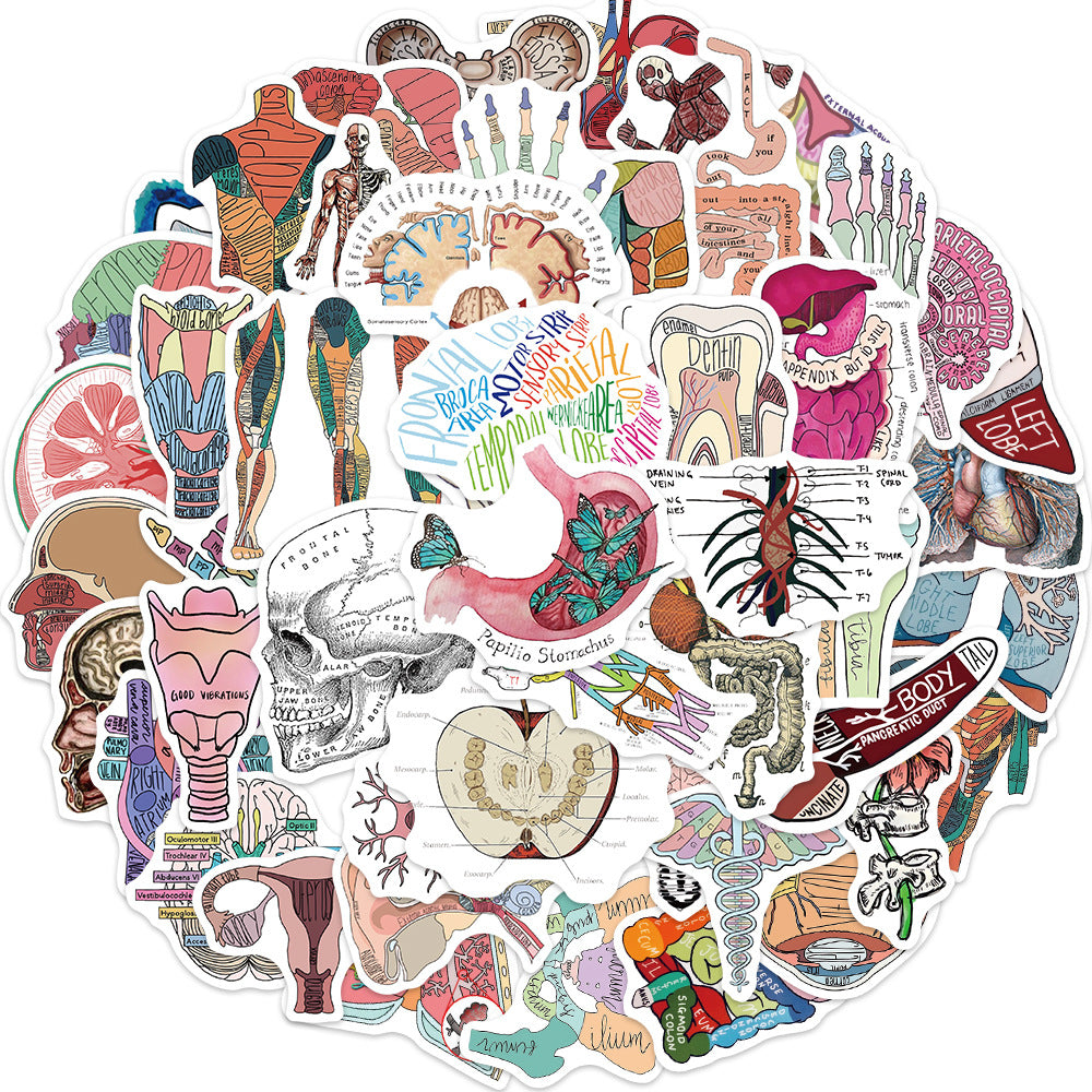50pcs Anatomy & Physiology Stickers for DIY Skateboard Guitar Luggage