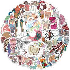 50pcs Anatomy & Physiology Stickers for DIY Skateboard Guitar Luggage
