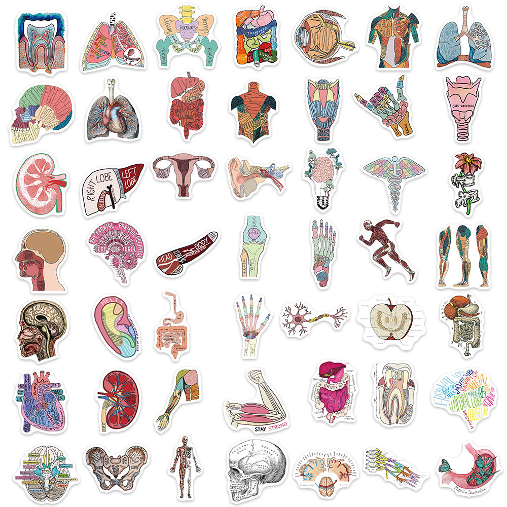 50pcs Anatomy & Physiology Stickers for DIY Skateboard Guitar Luggage