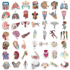 50pcs Anatomy & Physiology Stickers for DIY Skateboard Guitar Luggage