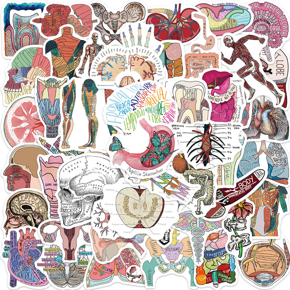 50pcs Anatomy & Physiology Stickers for DIY Skateboard Guitar Luggage