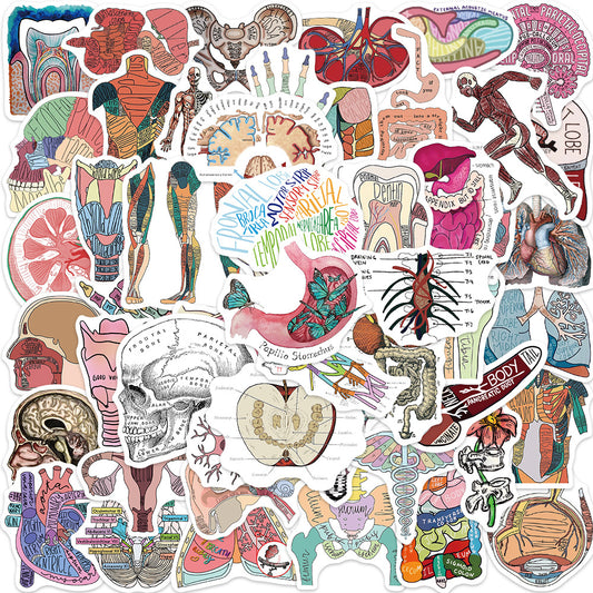 50pcs Anatomy & Physiology Stickers for DIY Skateboard Guitar Luggage