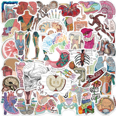 50pcs Anatomy & Physiology Stickers for DIY Skateboard Guitar Luggage