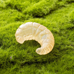 Bee Life Cycle Toy Set with Animal Models