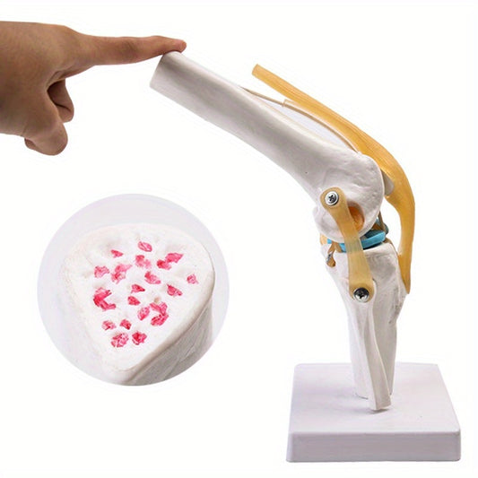Functional Knee Joint Ligament Model for Anatomy Teaching Display
