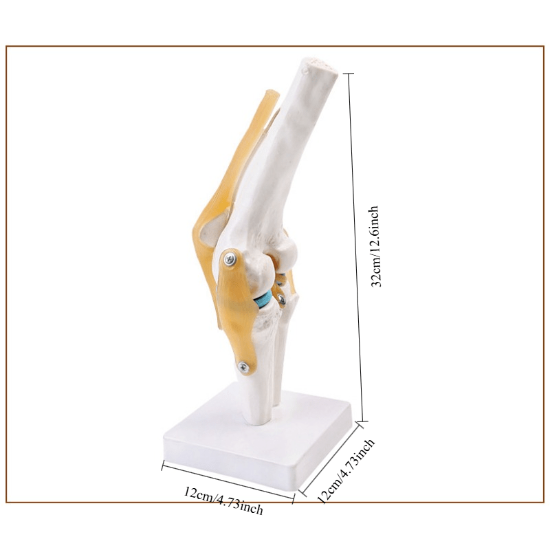Functional Knee Joint Ligament Model for Anatomy Teaching Display