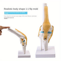 Functional Knee Joint Ligament Model for Anatomy Teaching Display