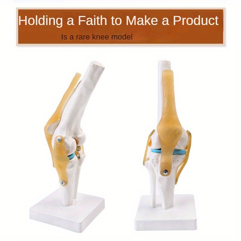 Functional Knee Joint Ligament Model for Anatomy Teaching Display