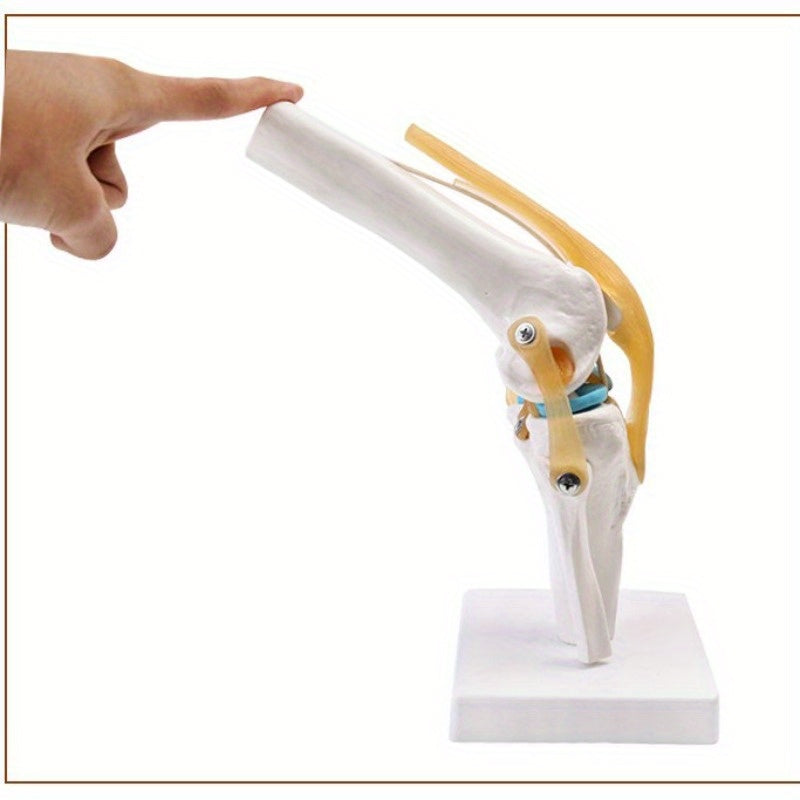Functional Knee Joint Ligament Model for Anatomy Teaching Display