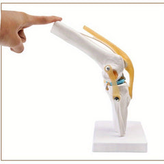 Functional Knee Joint Ligament Model for Anatomy Teaching Display