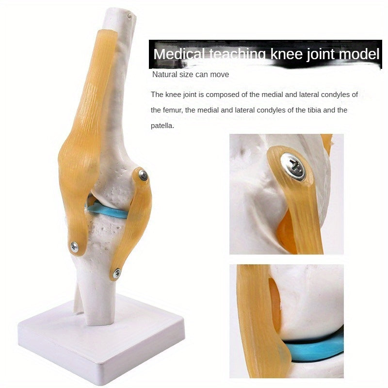 Functional Knee Joint Ligament Model for Anatomy Teaching Display
