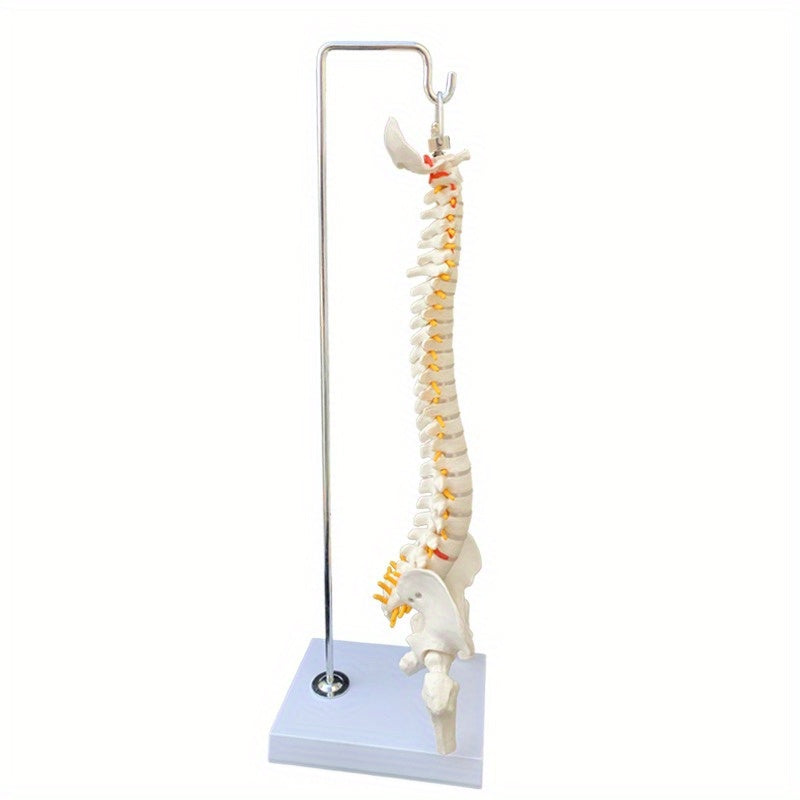 Anatomical Flexible Vertebral Column Model 45Cm with Stand