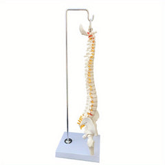 Anatomical Flexible Vertebral Column Model 45Cm with Stand