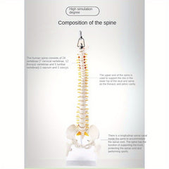 Anatomical Flexible Vertebral Column Model 45Cm with Stand