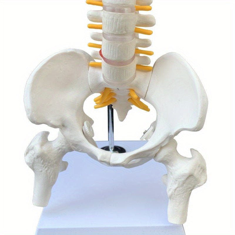 Anatomical Flexible Vertebral Column Model 45Cm with Stand
