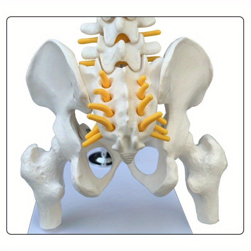 Anatomical Flexible Vertebral Column Model 45Cm with Stand