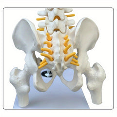 Anatomical Flexible Vertebral Column Model 45Cm with Stand
