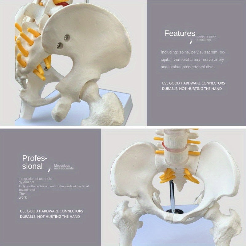 Anatomical Flexible Vertebral Column Model 45Cm with Stand