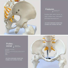 Anatomical Flexible Vertebral Column Model 45Cm with Stand