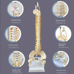 Anatomical Flexible Vertebral Column Model 45Cm with Stand